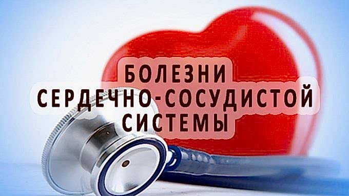 сердечно-сосудистая система